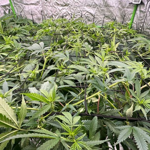 Fuel D.OG #1 Female 47.36g growlog timeline photo