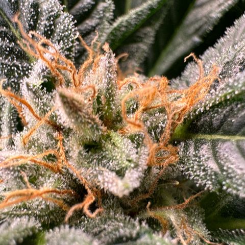 Fuel D.OG #2 Female 49.44g M growlog timeline photo