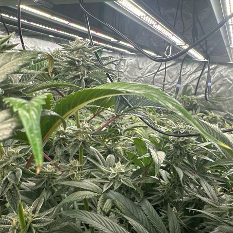 MiscxLAZ #26 C #1 47.15g growlog timeline photo