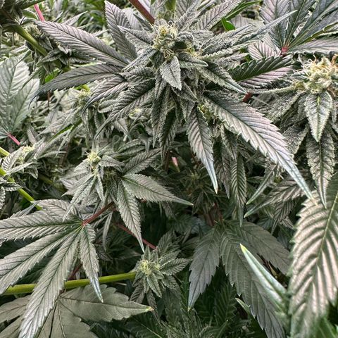 MiscxLAZ #26 C #1 47.15g growlog timeline photo