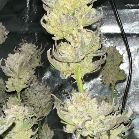 Misc x (LA Kush x Zkittles) #26 60.7g growlog timeline photo