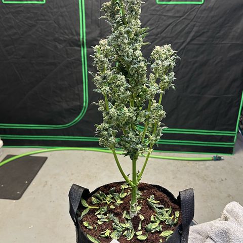 Auto Think Different  #3 growlog timeline photo