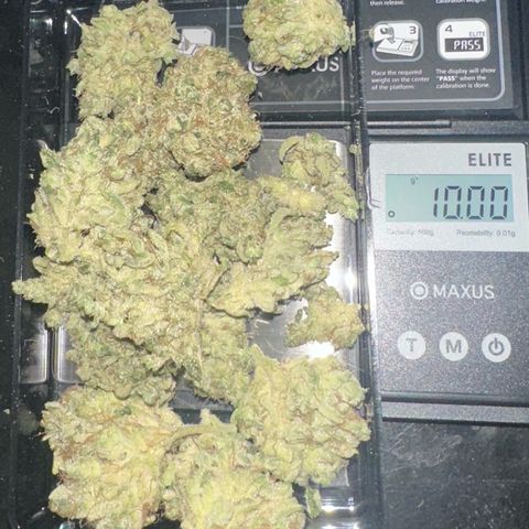 CxLAZ #15 52g growlog photo: Trim and put in grove bag, kind of dry.