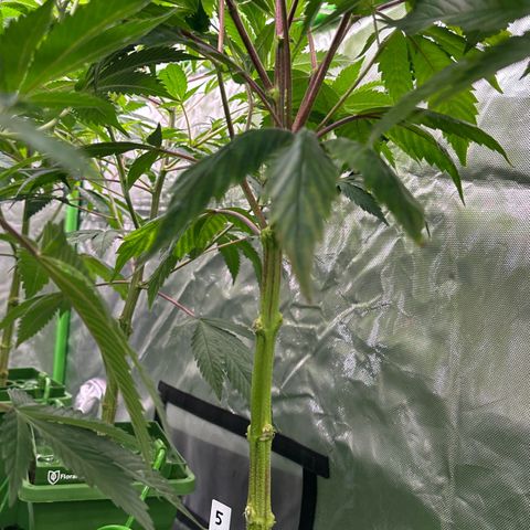 MiscxLAZ 5-4 34.63g growlog timeline photo