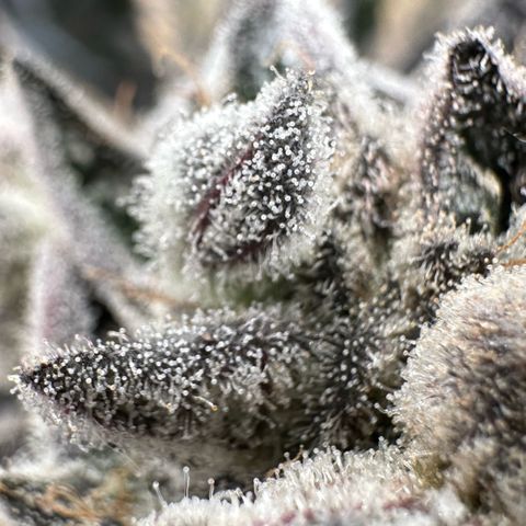Misc x (LA Kush x Zkittles) #29 25.69g growlog timeline photo