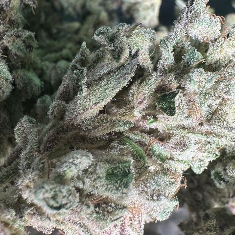 Misc x (LA Kush x Zkittles) #28 13.53g growlog timeline photo