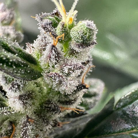 Auto Think Different  #1 growlog timeline photo