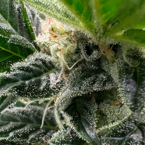 Fuel D.OG #2 Female 49.44g M growlog timeline photo