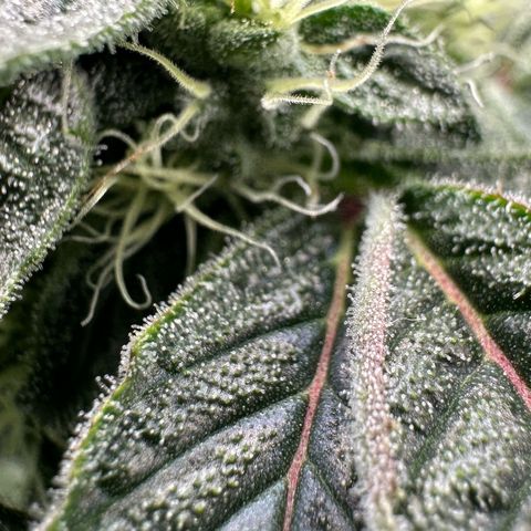 CxLAZ #20 C1 25g growlog timeline photo
