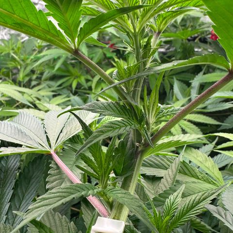 MiscxLAZ #29 C growlog timeline photo