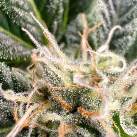 Fuel D.OG #2 Female 49.44g M growlog timeline photo