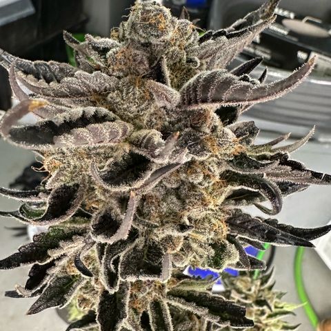 CxLAZ #16 50.72g growlog photo: Harvest day