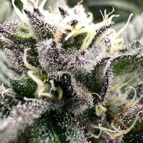 MiscxLAZ #22 C 42.33g growlog timeline photo
