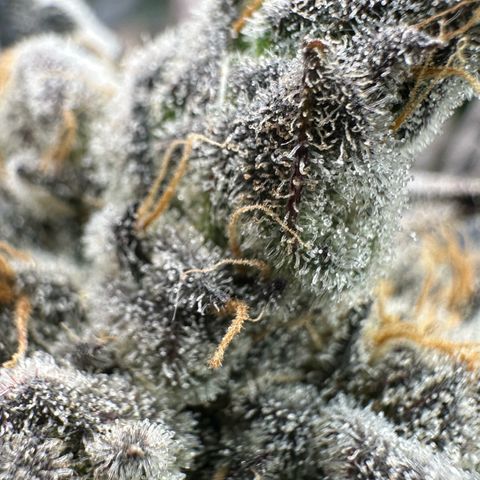 CxLAZ #16 50.72g growlog timeline photo