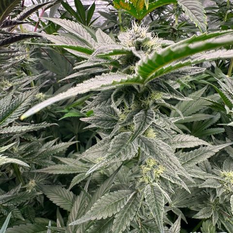 CxLAZ #20 C1 25g growlog timeline photo