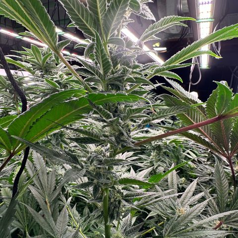 CxLAZ #31 C growlog timeline photo