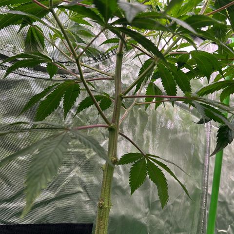 CxLAZ #31 C growlog timeline photo