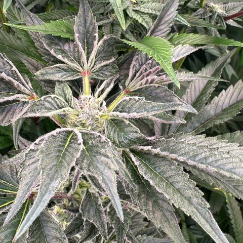MiscxLAZ #37 C growlog timeline photo