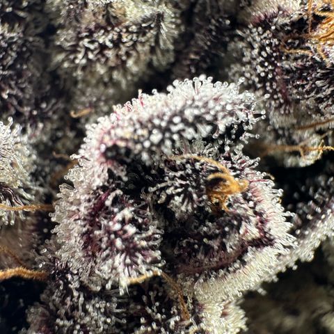 Misc x (LA Kush x Zkittles) #22 34.14g growlog timeline photo