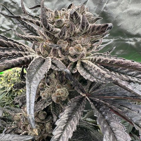 Misc x (LA Kush x Zkittles) #27 33.12g growlog timeline photo