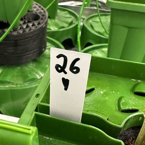 MiscxLAZ #26 C #1 47.15g growlog timeline photo