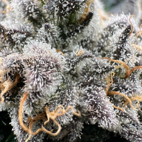 CxLAZ #31 58.75g growlog timeline photo