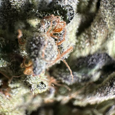Misc x (LA Kush x Zkittles) #33 19.08g growlog photo: Moved to plastic bag