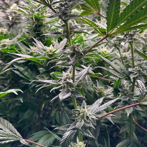 MiscxLAZ #29 C growlog timeline photo