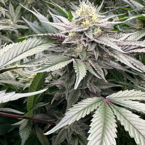 CxLAZ #03 C #1 58.58g growlog timeline photo