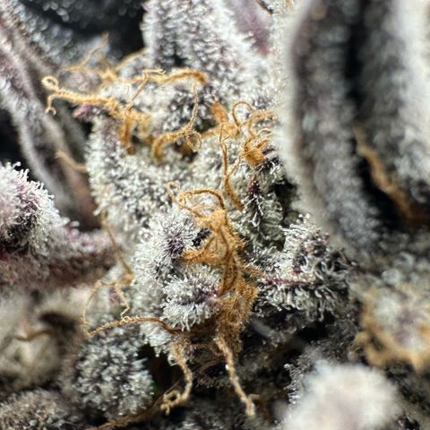 Misc x (LA Kush x Zkittles) #37 42.26g growlog timeline photo