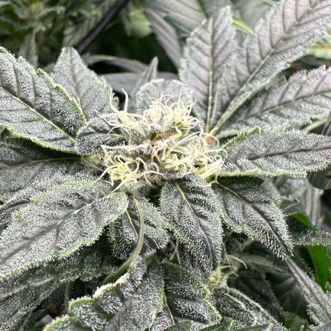 MiscxLAZ #08 C #1 growlog timeline photo