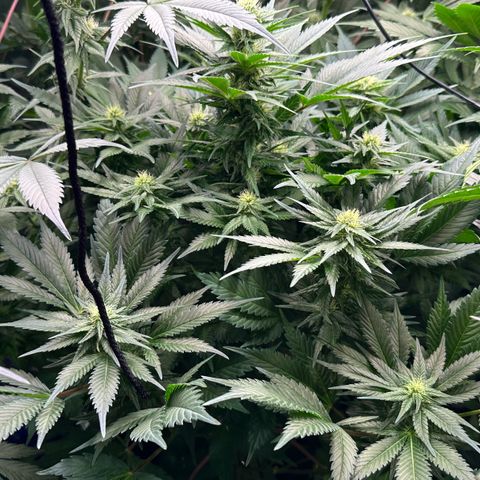 Fuel D.OG #1 Female 47.36g growlog timeline photo