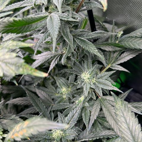 MiscxLAZ #08 C #1 growlog timeline photo