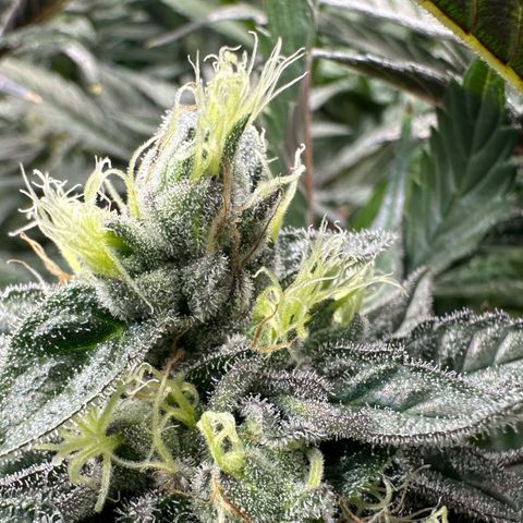 CxLAZ #03 C #1 58.58g growlog timeline photo