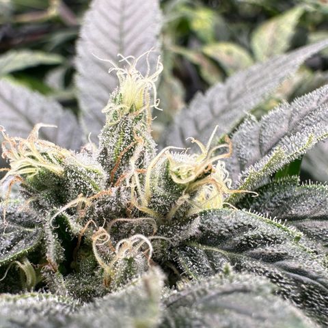 MiscxLAZ #08 C #1 growlog timeline photo