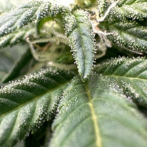 Fuel D.OG #2 Female 49.44g M growlog timeline photo