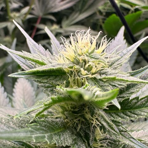 Fuel D.OG #1 Female 47.36g growlog timeline photo