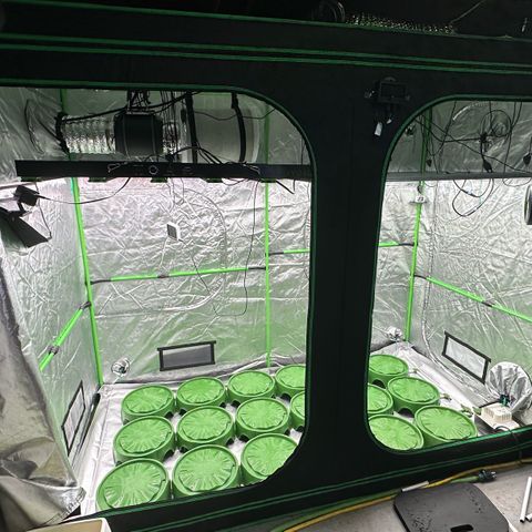 CxLAZ #16 50.72g growlog timeline photo