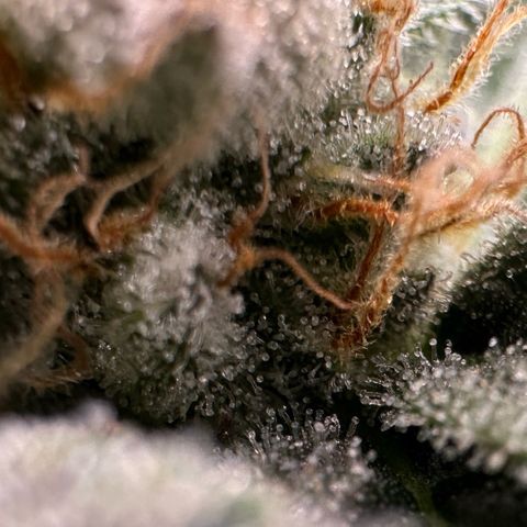 Fuel D.OG #2 Female 49.44g M growlog timeline photo