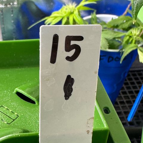 CxLAZ #15 C #1 growlog timeline photo