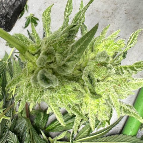 CxLAZ #06 growlog photo: Harvest day