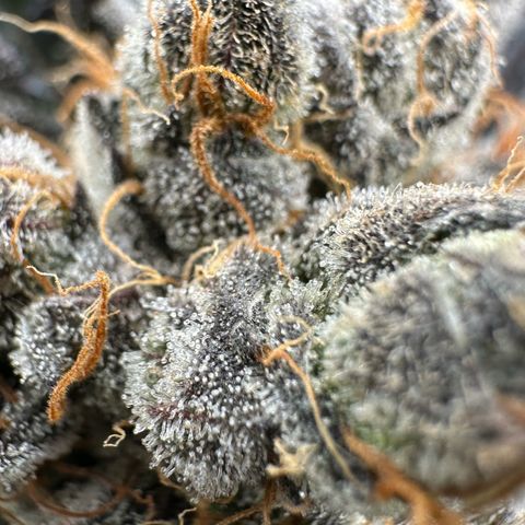 CxLAZ #11 50.28g growlog timeline photo