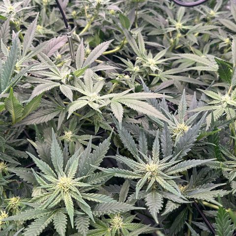 Fuel D.OG #1 Female 47.36g growlog timeline photo