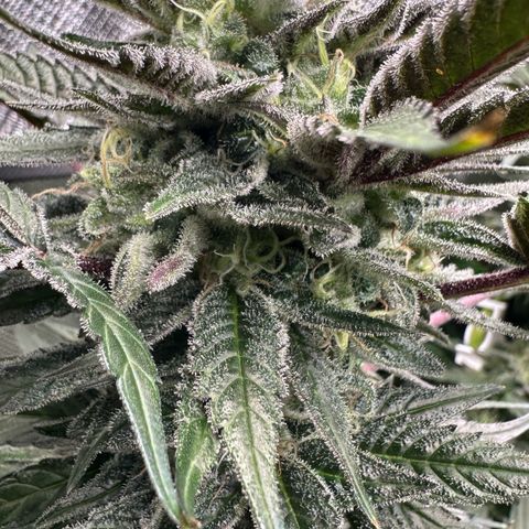 CxLAZ #03 C #1 58.58g growlog timeline photo