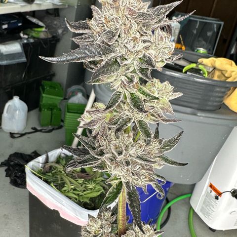 Misc x (LA Kush x Zkittles) #10 growlog photo: Harvest day