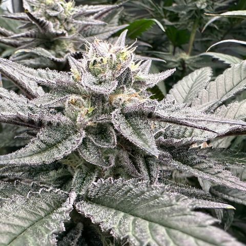 MiscxLAZ #22 C 42.33g growlog timeline photo