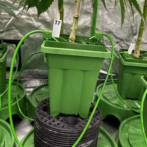 MiscxLAZ #37 C growlog timeline photo