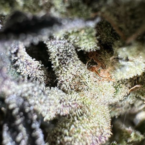 Misc x (LA Kush x Zkittles) #33 19.08g growlog photo: Moved to plastic bag