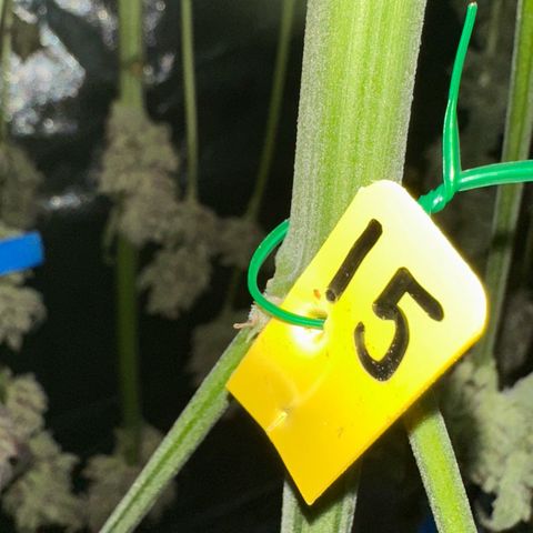 CxLAZ #15 52g growlog timeline photo