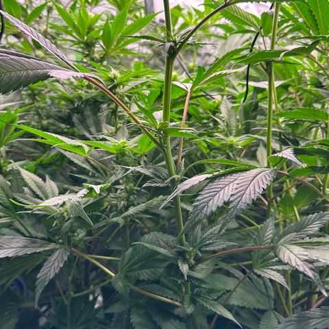MiscxLAZ #29 C growlog timeline photo